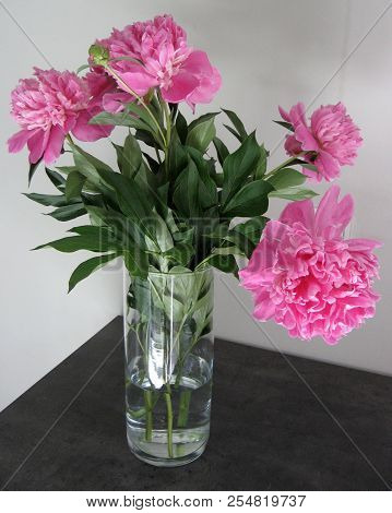Beautiful Peonies In A Vase, Vintage Close Up Shot