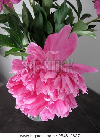Beautiful Peonies In A Vase, Vintage Close Up Shot