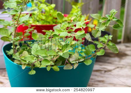 Growing Fresh Oregano In A Pot Of Herbal Garden