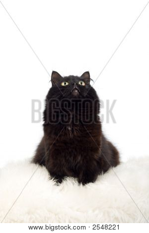 分離した白い毛皮上にかわいい黒猫