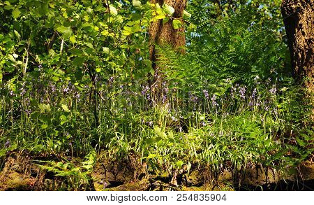 Close Up View Of Woodland Floor With Ferns And Wild English Bluebells In Bright Springtime Sunlight
