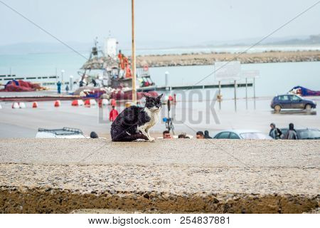 Cat On Saaidia Harbor
