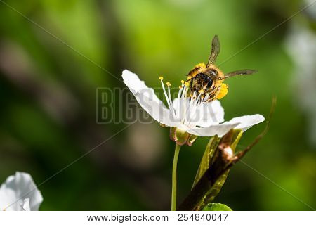 A Hard Working European Honey Bee Pollinating A Flowers In A Spring