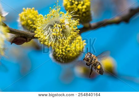 A Hard Working European Honey Bee Pollinating A Yellow Flower In A Spring