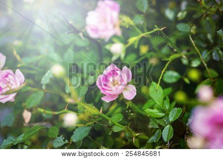 Closeup Of Pink Climbing Rose Bush In Bloom On Green Background.
