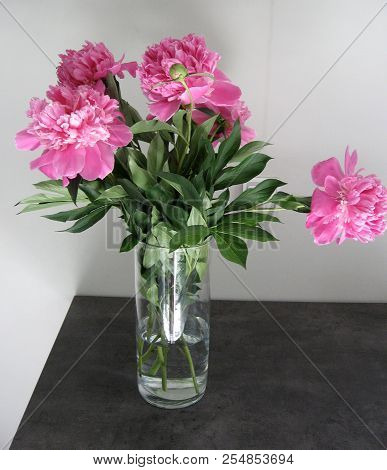 Beautiful Peonies In A Vase, Vintage Close Up Shot