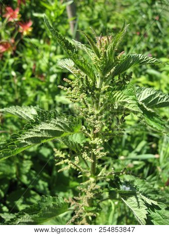 Blooming Nettle, As A Background. Beginning Of The Summer Season. From Nettles Make Therapeutic Tea 