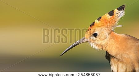 Hoopoe Bird With A Long Beak Bangs On The Head