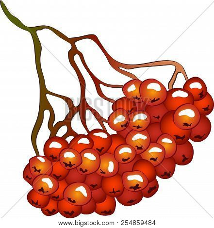 Vector Autumn Red Sorbus Plant. Sorbus Plant Botanical Garden Floral Foliage. Isolated Illustration 