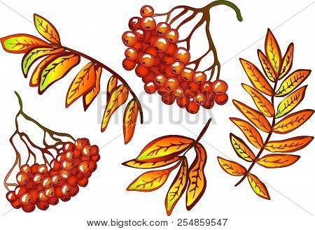 Vector Autumn Yellow Sorbus Leaves And Red Berry. Isolated Illustration Element.