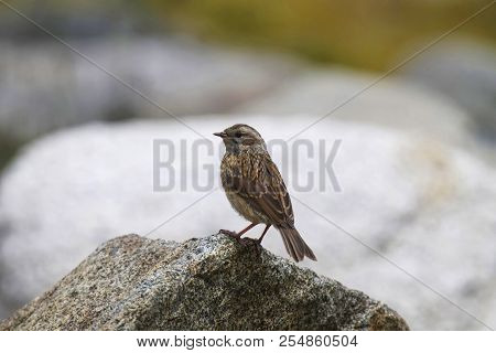 Brown Accentor, Prunella Fulvescens, Khardung Village, Jammu And Kashmir, India