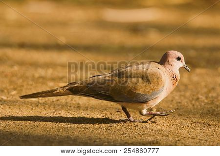 Laughing Dove, Spilopelia Senegalensis, Tipeshwar Wildlife Sanctuary, Maharashtra