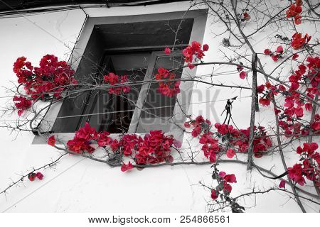 Red Bright Flowers Contrasting With Black And White Background With Window