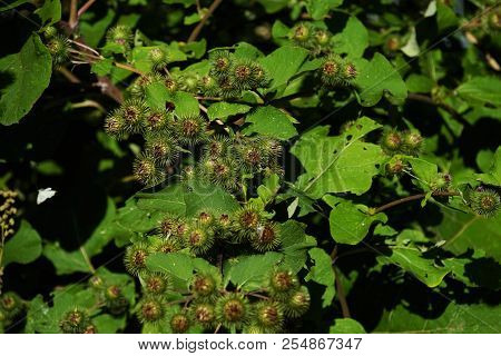 Buds Of The Great Burdock Arctium Lappa In Summer