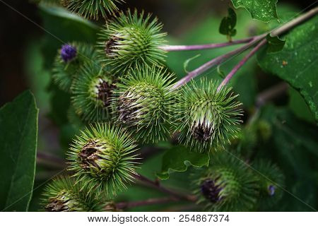 Buds Of The Great Burdock Arctium Lappa In Summer