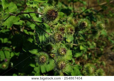 Buds Of The Great Burdock Arctium Lappa In Summer