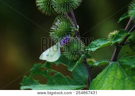 White Butterfly On A Bud Of The Great Burdock Arctium Lappa