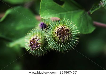 Buds Of The Great Burdock Arctium Lappa In Summer