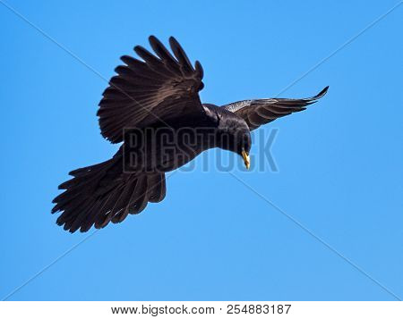 The Alpine chough or yellow-billed chough (Pyrrhocorax graculus) flying
