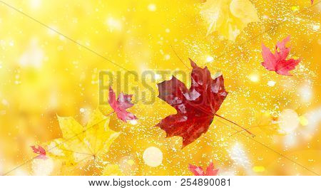 Fresh Red And Yellow Fall Foliage Background With Sunshine Banner
