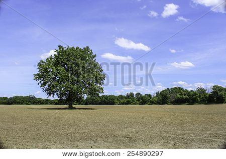 Single Tree In Newly Emerging Corn Field. Bright Blue Sky And Summer Sun. Scottsville, Ny
