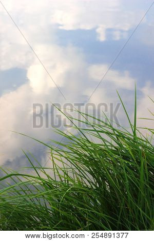 Green Reed Grass At The Edge Of A Pond, Sky And Clouds Reflecting On The Water Surface