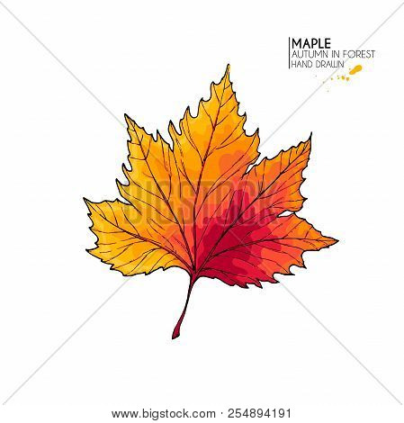 Hand Drawn Autumn Leaves. Vector Isolated Colorful Icon Of Maple Tree. Fall Forest Folliage. Park Se