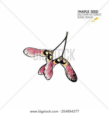 Hand Drawn Autumn Tree Leaves. Vector Isolated Colorful Icon Of Maple Seed. Fall Forest Folliage. Pa
