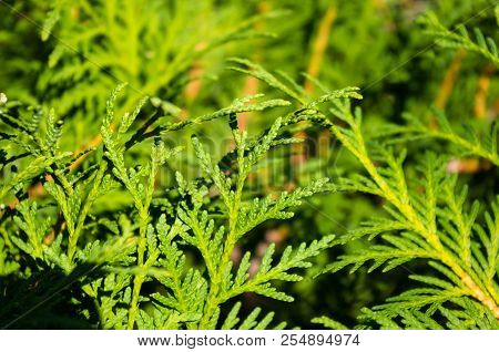 Incense Cedar Tree Calocedrus Decurrens Branch Close Up.