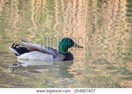Mallard Swimming At The Lake Of Texoma, Texas