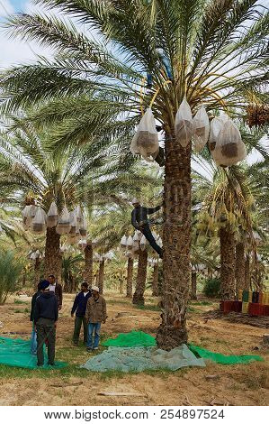 El Goula, Tunisia - December 01, 2011: Unidentified Farmers Harvest Dates At The Plantation In El Go