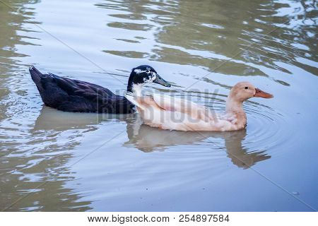 A Black And White Ducks Swimming At The Lake Of Texoma, Texas