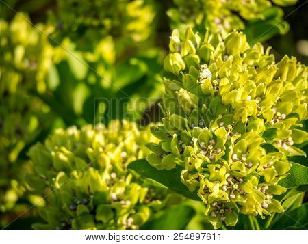 An Alison Plant In Lake Texoma, Texas