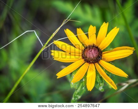 Black-eyed Susan Flower In Lake Texoma, Texas