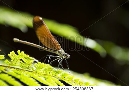 Female Calopteryx Cornelia Dragonfly On Green Frond In Front Of Dark Background