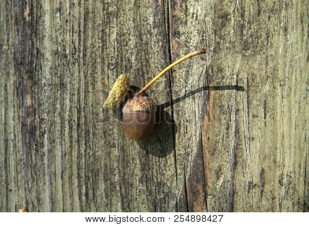Autumn Decorative Wooden Background With Acorns And Leaves