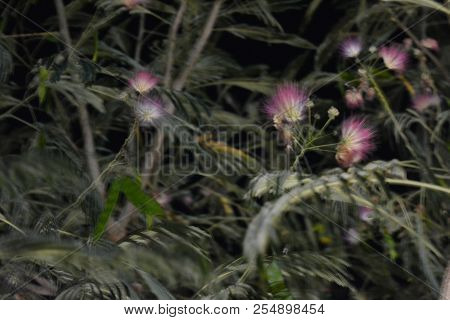 Beautiful Southern Shaggy Flowers Of Purple And White With Delicate Green Friable Leaves And Light B