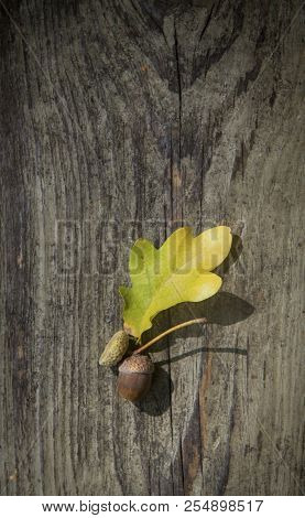 Autumn Decorative Wooden Background With Acorns And Leaves