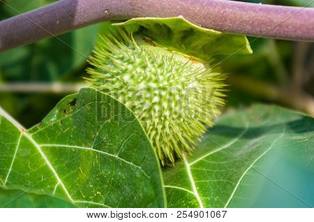 Devil's Trumpet, Datura Metel, In The Garden, Close Up.