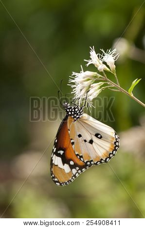 Male Plain Tiger Butterfly (danaus Chrysippus, Form Alcippoides) Is Feeding On White Flowers