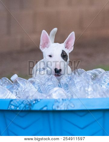White Bull Terrier Puppy Playing With A Pool Full Of Water Bottles