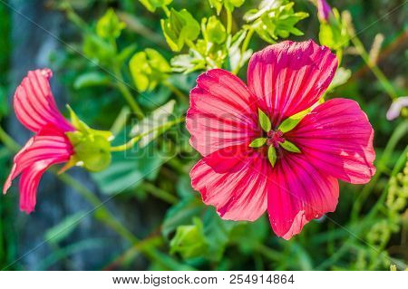 Vibrant Red Hibiscus Flower In Bloom Macro Close Up