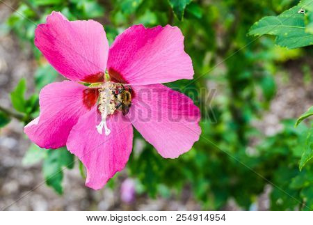 Vibrant Pink Hibiscus Flower In Bloom Macro Close Up