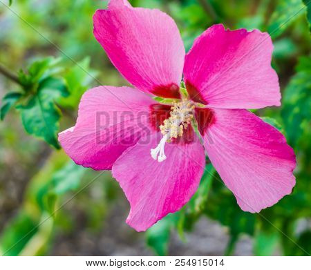 Bright Pink Hibiscus Flower In Bloom Macro Close Up