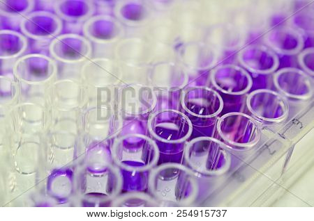 Biomedical Research In Laboratory.  Picture Showing Cell Culture Plate.