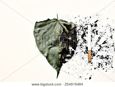 Oncept. Igarette And Half Burnt Birch Leaf.