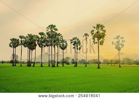 Thailand Landscape Countryside Beautiful Of Nature Mountain And Green Field At Morning Fog And Cloud