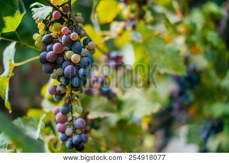 Bunch Of Green And Purple Grapes On The Vine With Leaves.