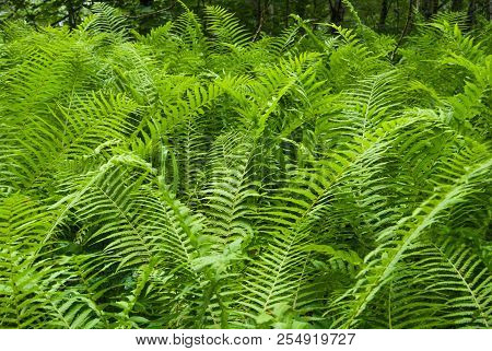 Green And Fresh Leaves Of Pteridophyta In The Underwood