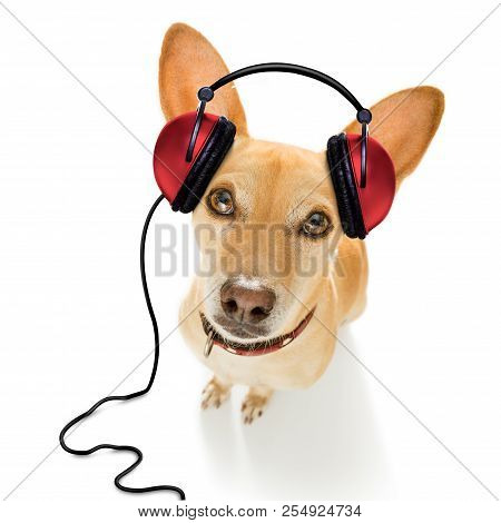 Cool Dj  Chihuahua Podenco Dog Listening Or Singing To Music  With Headphones And Mp3 Player,   Isol